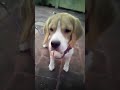 #Crubbythebeagle #trending #funnyanimals