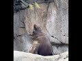 Meet the New Sealion Pups, born at SeaWorld Orlando