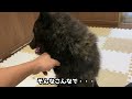 甲斐犬一休、子猫への愛が止まらない