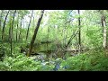 Trout Stream Central Wisconsin