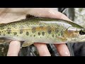 Wild TROUT Fishing with Spinners DEEP in the Mountains