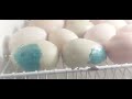Tema de hoje será que ovos que trincado dá certo para chocar ??? 🫤