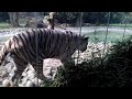 White tiger in The Alipur Zoo, Kolkata.