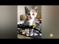 New Funny Animals 2023 😱 Funniest Cats and Dogs 😻😹 Part29