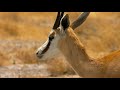 African Springboks 4K 10 bit color - Wild Animals Of Africa - Part #1