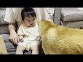 １０ヶ月の赤ちゃんに柴犬との遊び方を教えてみた結果がこちらです