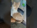 Kitten Gets Friendly at Last