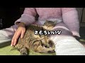 こたつで 寝かせても甘えたくて膝に戻ってきちゃう元野良猫トラ