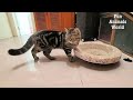 Funny ANIMALS 2024 😻 Funniest DOGS and CATS videos 🐶 You laugh you lose 😝