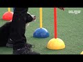 Prodigy Dog Border Collie Who Learned Agility At A Month Old