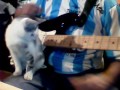 CAT BLUES :P