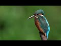 The Magnificent Kingfisher