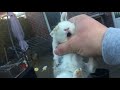 Cute baby rabbit scream /Baby bunny
