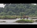 ഞങ്ങൾ ഞങ്ങടെ നാട്ടിലൂടെ പോകുന്നു #elephant #forest