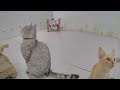 😂🙀 So Funny! Funniest Cats and Dogs 🙀🐱 Best Funniest Animals Video 2024 # 0