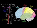 Cerebral cortex | Organ Systems | MCAT | Khan Academy