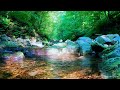 Forest Bird Sounds - 💦water sounds for relaxation, Romania, 3 hours