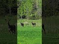White-tailed Deer Herd antlers poking through (nubs)