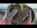 Update and Repot Seed Grown White Peach Tree | Grow Peach Tree from Seed | Peach Seed Germination