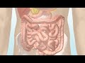 How the Digestive System Works