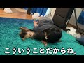 どっちが本物の犬かバトル【圧勝】