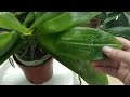 Just a few drops! ORCHID revives and blooms immediately