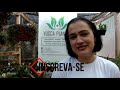 ALOE VERA OU ALOE BARBADENSIS- aprenda como cultivar, como fazer mudas!