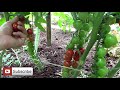 How to Prune Tomatoes for Earlier Harvests, Higher Yields & Healthier Plants