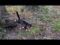 Through the Woods, Off to School You Go. #vlog #woods #Trail #cats #country #hike