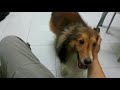 The affectionate Shelties