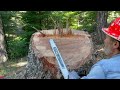 How I Cut Down Big Trees w Short Bar Double Cut