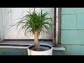 Ponytail Palm Rescue Progress: Lowe’s Clearance | GOOD TO GO👍🏾