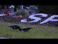 Crows eat minced meat