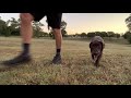 Labrador Retriever Training - 16 weeks