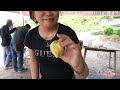 BlackThorn Durian  ，去槟城吃最正宗的榴莲，品尝黑刺榴莲，疯狂连吃两个榴莲果园。