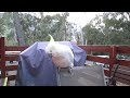 Sulfar Crested Cockatoos in Halls Gap