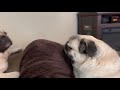 A Pug Conversation