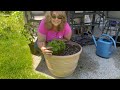 Planting Hydrangeas in Containers - ANYONE can do it!