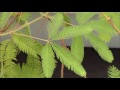 The Secret of the Sensitive Plant