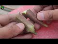 How to Grow Red Okra / Lady finger / Bhindi at Home | लाल भिंडी घर पर ऐसे उगाये