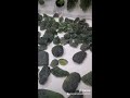 How to spot fake Moldavite with Mike from InnerVision Crystals 2020