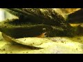 Healthy Blackwater Betta Fish Tank | You Suck At Fish Tanks