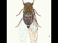 Making Cicada