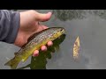 Fly Fishing for Pre-Spawn Wild Brown and Brook Trout - Central, NY