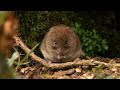 The Bank Vole - A Brief Glimpse Into Their Lives