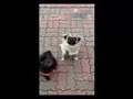 Two funny pugs 2