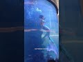 Shopping mall mermaid struggles for air as tail catches in aquarium