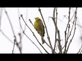 Singing Yellowhammer