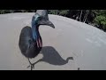 Wild Cassowary Chases Girl on the Beach