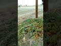 VAGRANTS LIVING ON #2 FREEWAY IN LOS ANGELES, CALIFORNIA